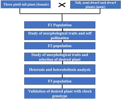 Induction of Semi-Dwarf Trait to a Three Pistil Tall Mutant Through Breeding With Increased Grain Numbers in Wheat